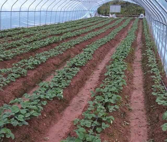 春棚草莓秧苗有蓟马打啥药,草莓蓟马虫害的症状与防治