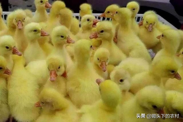 刚孵出来小鹅怎么养详细教程,养鹅孵化场地怎么建设