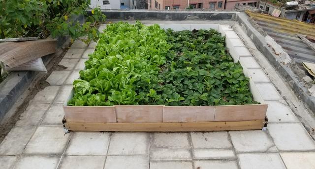 为什么要在天台种菜,天台种菜合适吗