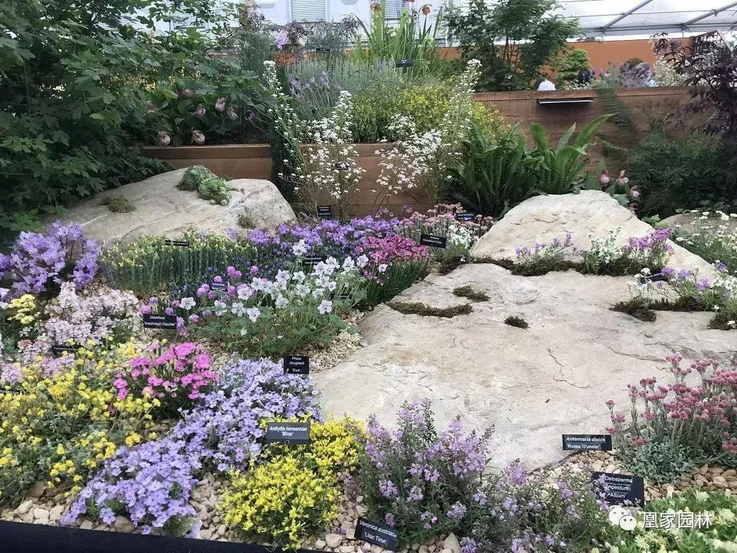 英国切尔西花展鸢尾花园,英国伦敦切尔西花卉展