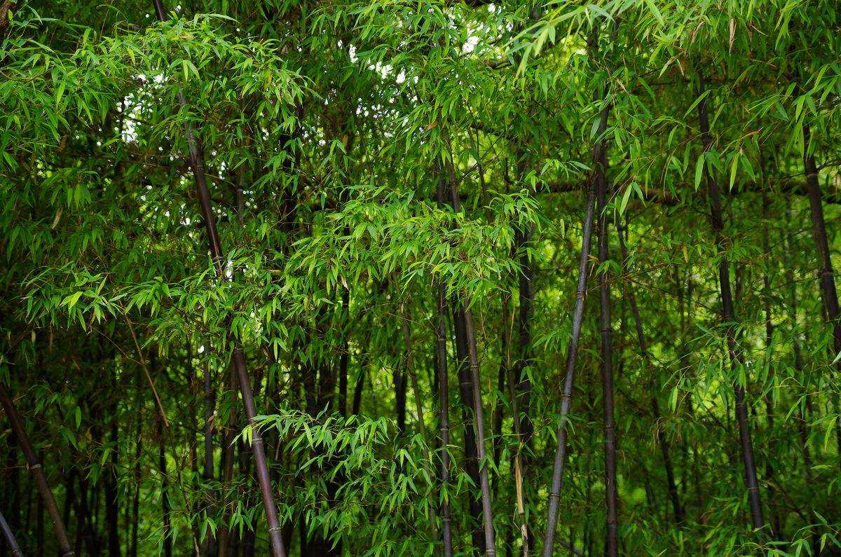 不肯去观音禅寺图片,普陀山观音不肯去