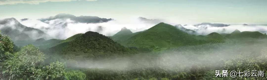 七彩云南庆沣祥什么档次,云南庆沣祥茶业股份有限公司