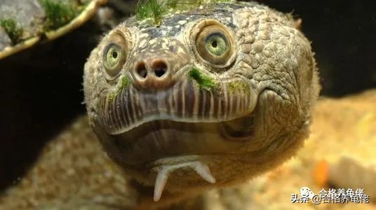 龟腐甲自愈方法,龟轻微腐甲怎么治疗