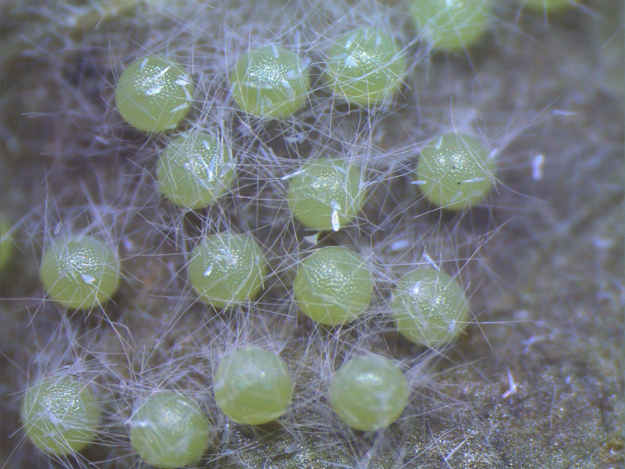 这个秋天碰到白色毛毛虫了吗？其实它们来自大洋彼岸