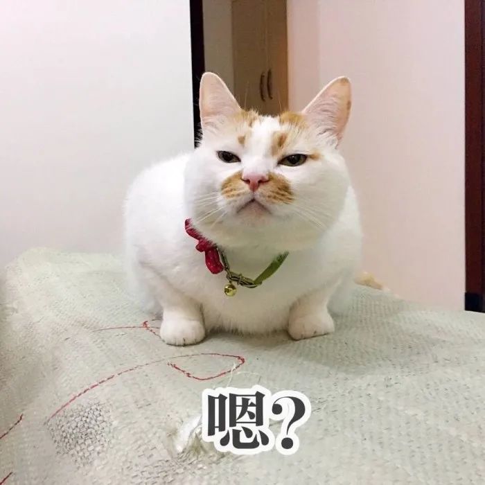 猫咪身上哪些部位不能碰水,猫咪身上的四个弱点