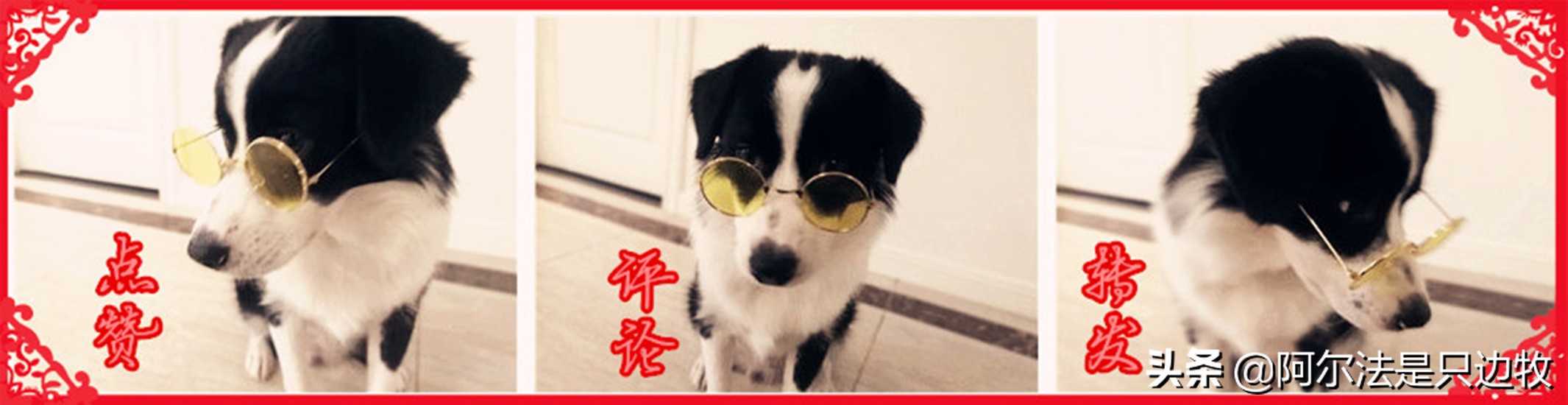 如何给狗狗挑喜欢的玩具,幼犬狗狗该玩什么玩具