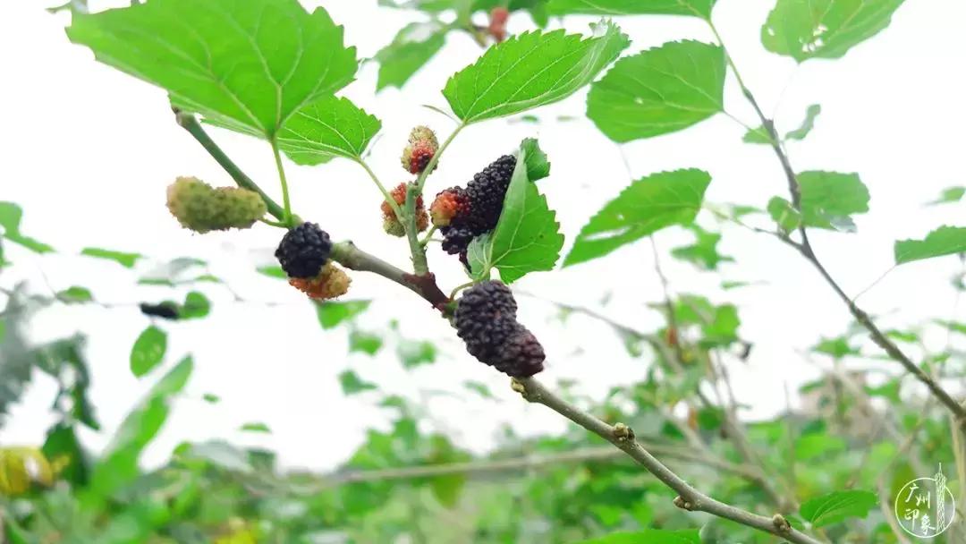 广州隐世峡谷游玩攻略,广州要坐船才能登的小岛