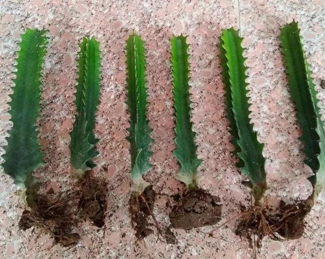 90岁的阿婆，养了株20年的龟背竹，冲上三层楼！霸气镇宅！