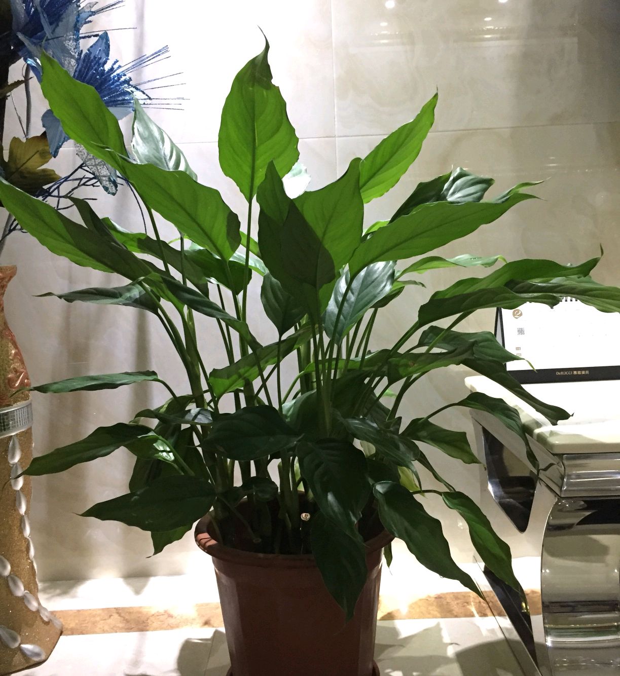 万年青叶子枯黄怎么回事,虎眼万年青叶尖枯黄怎么办