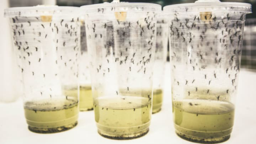 基因蚊,基因武器消灭蚊子