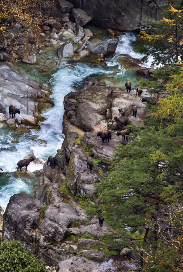 白松黑露，在丽江「上演旷世传奇」