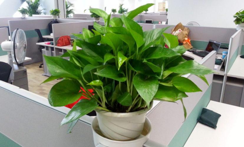 南方怎么养好绿萝花卉盆栽,绿萝大盆栽图片大全