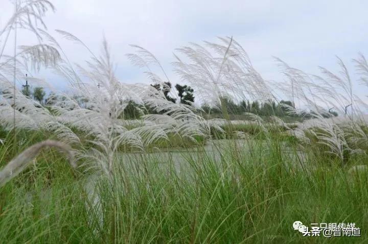 我的小脚娘,陆良小脚妈妈