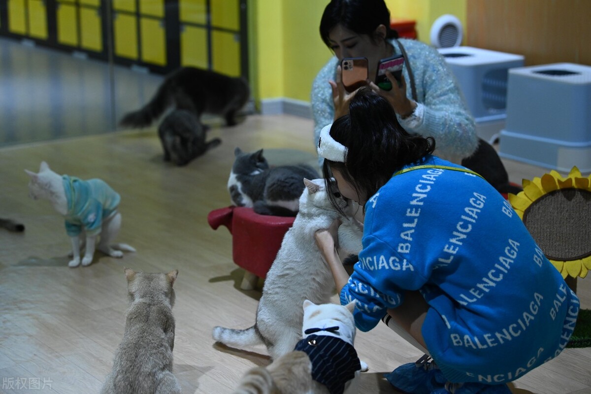 家里猫多怎么去除猫味,满屋的猫尿味如何彻底清除