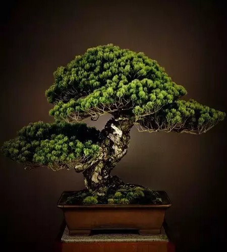 附石悬崖式罗汉松盆景图片,附石罗汉松造型图片