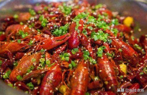 怎样去保证小龙虾的养殖存活率,小龙虾养殖技术怎样养殖小龙虾