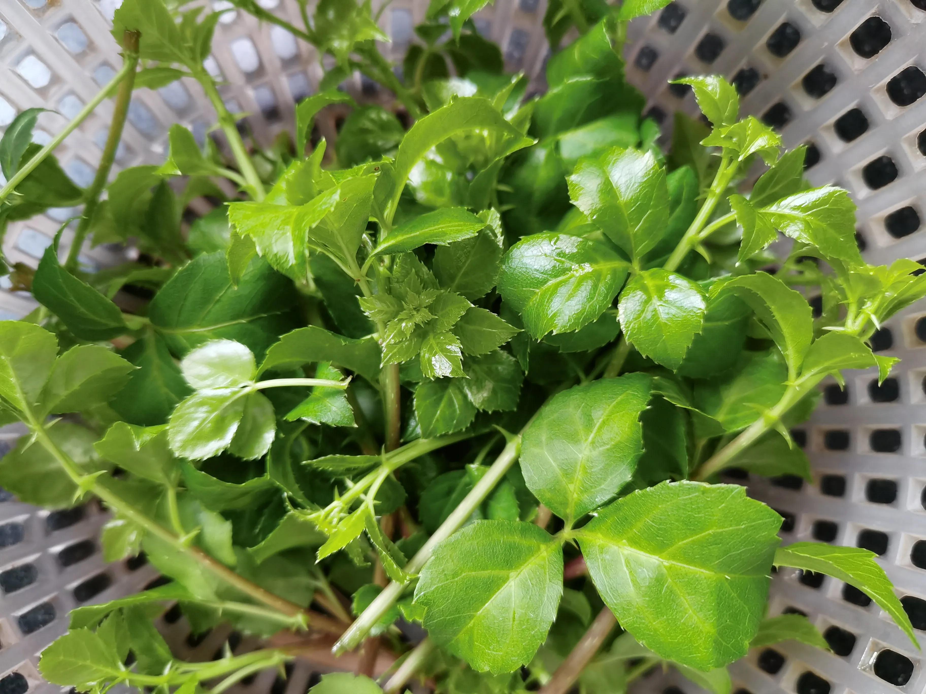 苦刺心是刺苔吗,苦刺芯味道