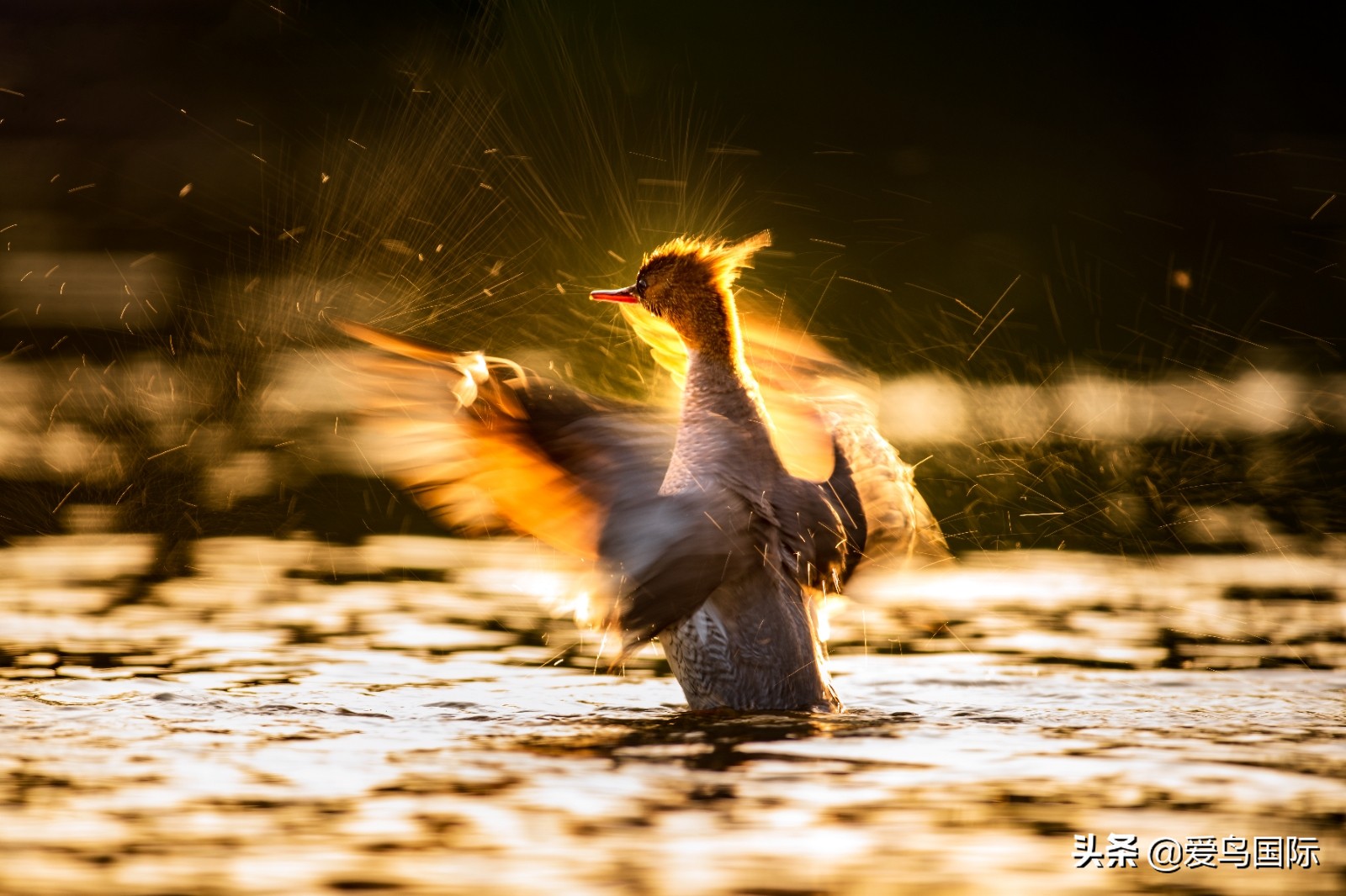鸟类图片大全大图观赏,鸟类照片合集