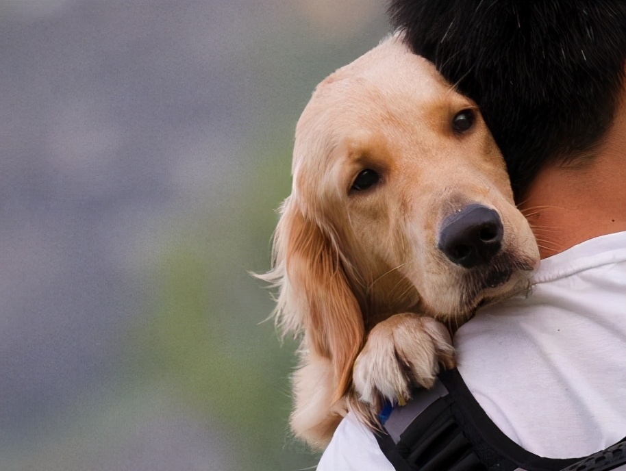 狗狗太胆小怎么办晚上叫不停,怎么纠正狗狗的胆小习惯