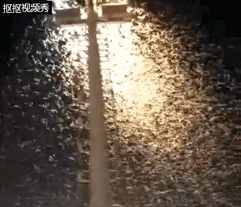 最近很多人吓得不敢开灯的视频,最近很多人被吓得不敢开灯的视频