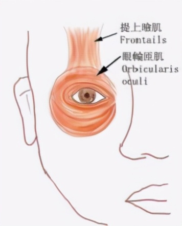 上眼皮松弛吃什么药,护肤上眼皮松弛直播
