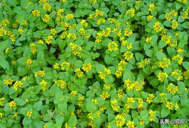 地被植物就选过路黄，轻松长成“地毯”，耐寒耐热又好看！