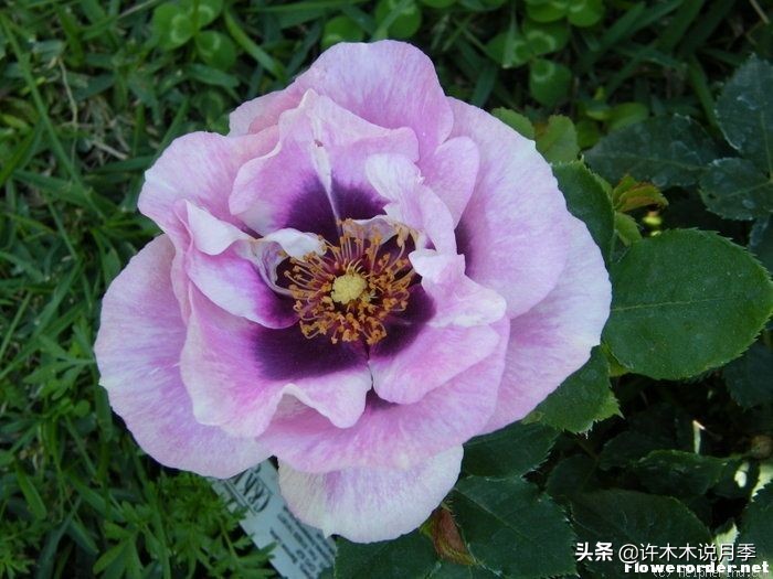 30种黄色月季,10种超美的蓝色月季