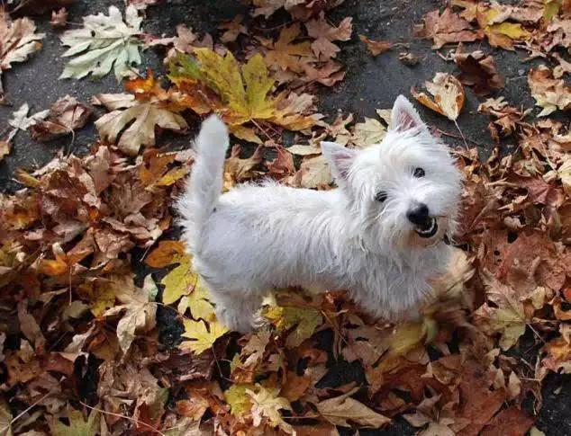 45种狗狗,45种狗类