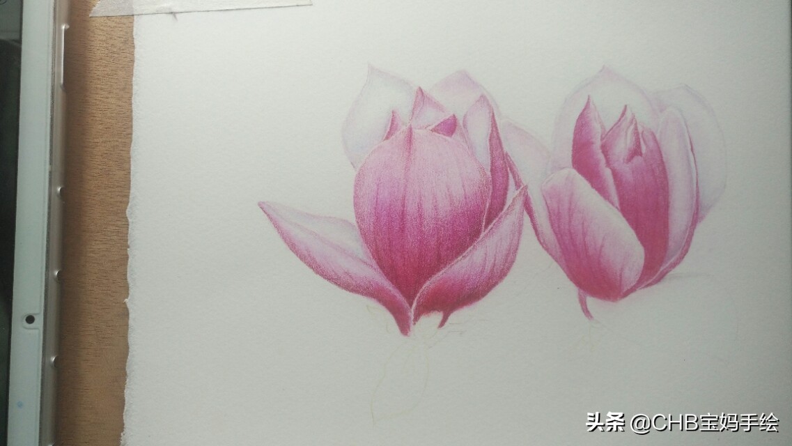 玉兰彩铅画教程图解,零基础彩铅画入门教程桃花