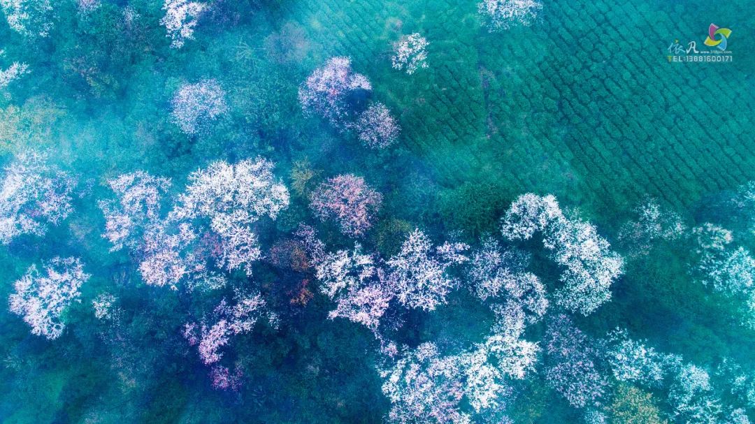 我们争分夺秒加班加点,就是为了奉上今春这第一波蒙顶皇茶!