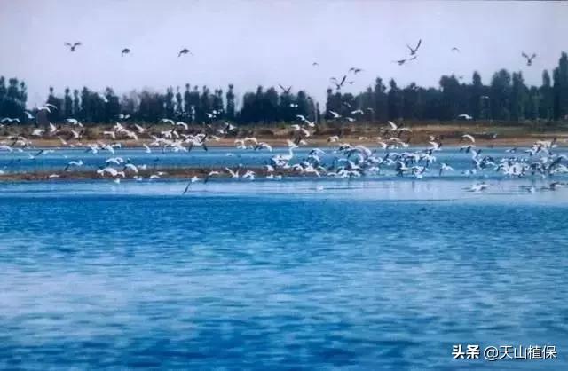 上榜啦！*疆新**鸟市和石市即将被国家命名！未来发展不可估量