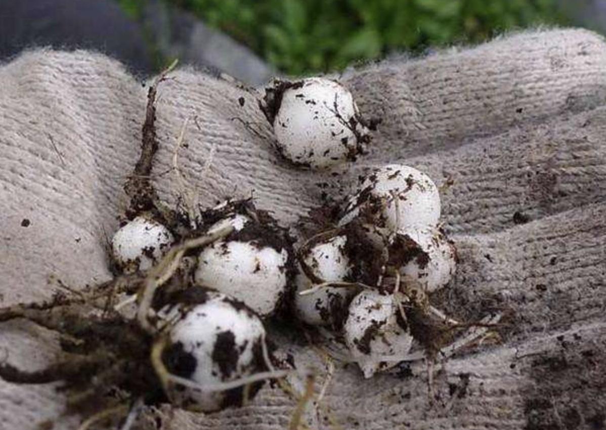 农村珍稀而稀少的野草,农村100元一斤的野草