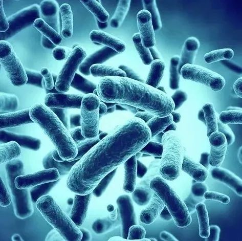 高血压会引起肠道菌群紊乱吗,高血压和肠道菌群的关系