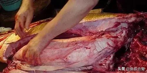 花胶的种类和区别,花胶一共有几种类型的品种