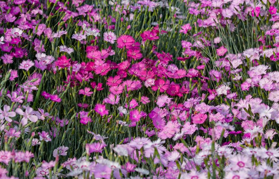 大和抚子代表什么,日本人为何誓死效忠天皇