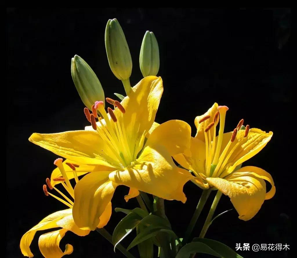 百合花的栽培技术及养护工作,百合花在花期后怎么养护