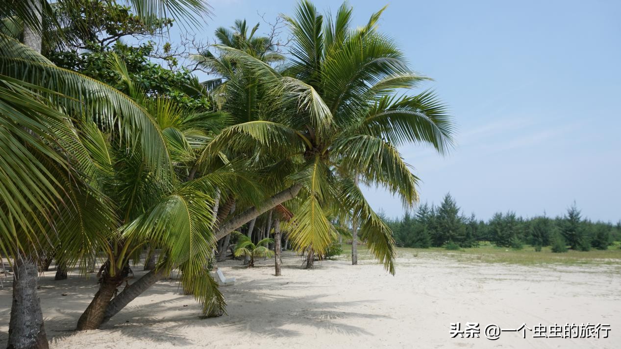 海口东郊椰林,东郊椰林的椰风摇曳