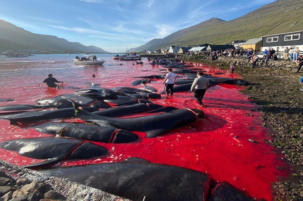 丹麦领航鲸捕杀视频,丹麦捕杀领航鲸