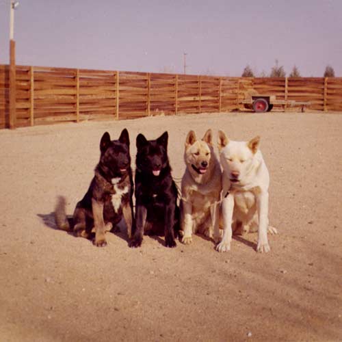 正宗秋田犬图片全部,寻根问祖斯塔福犬