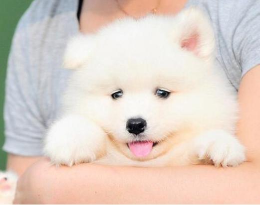 萨摩耶怎么饲养最好,萨摩耶的正确养法