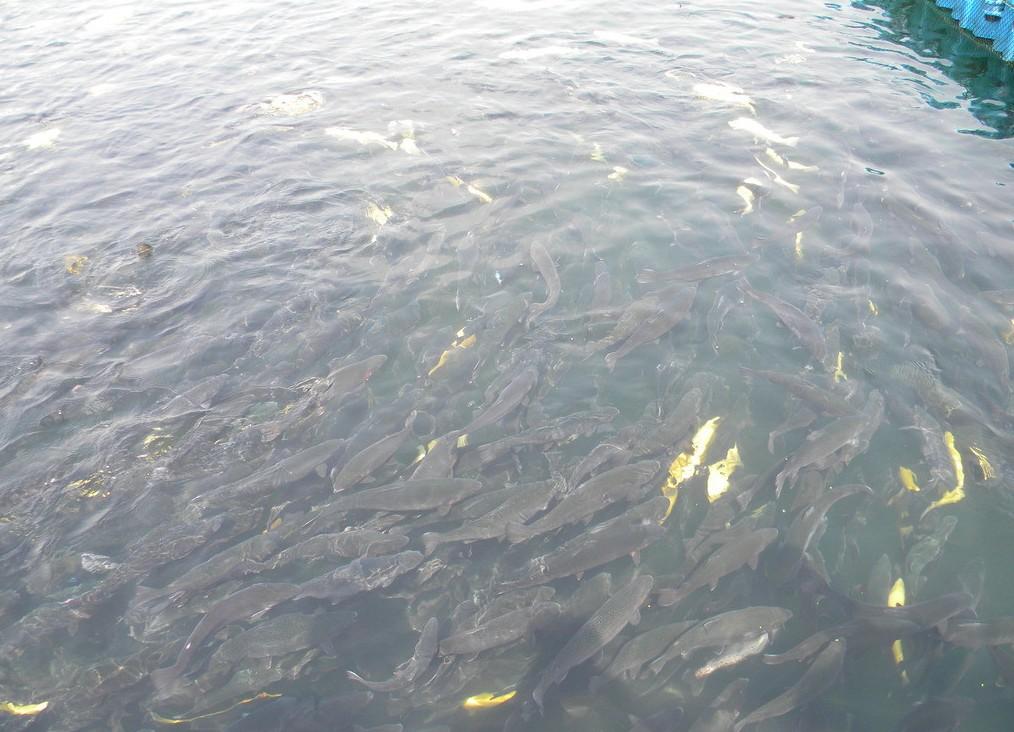 这个季节鲫鱼上浮不开口怎么办,春钓鱼儿上浮不开口怎么办