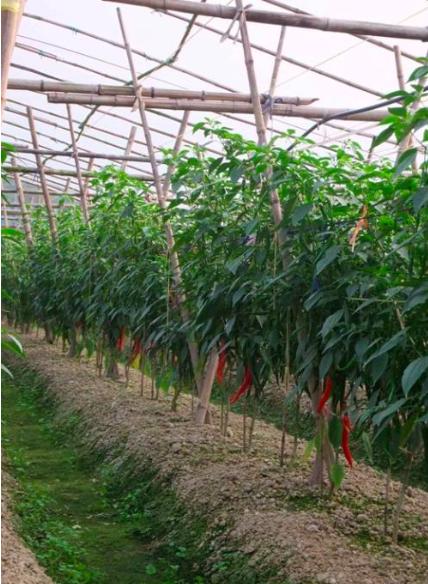 治疗工业辣椒炭疽病的高效农药,辣椒细菌性叶斑病和炭疽病区分