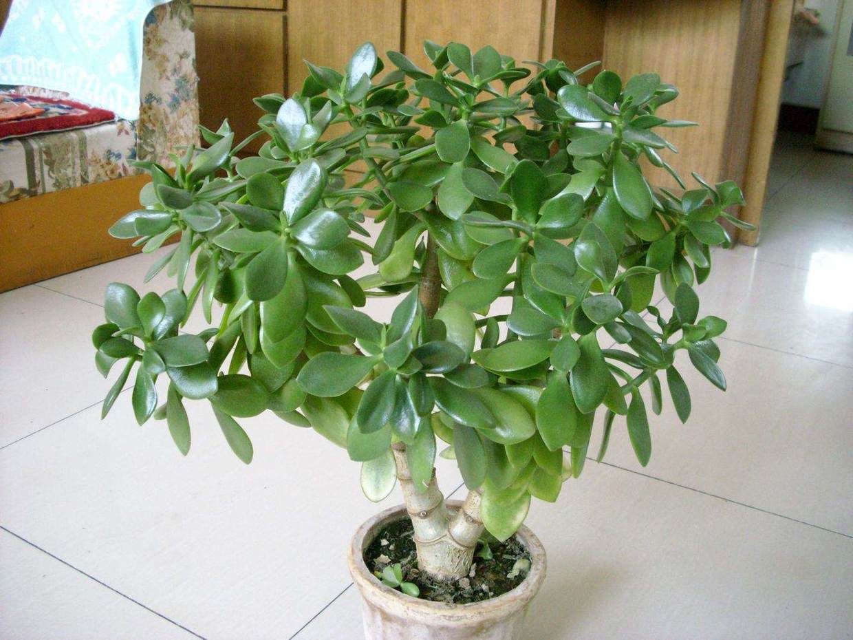 玉树换盆半个月了怎么还黄叶呢,玉树黄叶是怎么回事