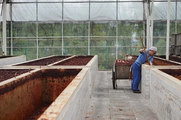 霉变的蚕豆,四川的多味蚕豆