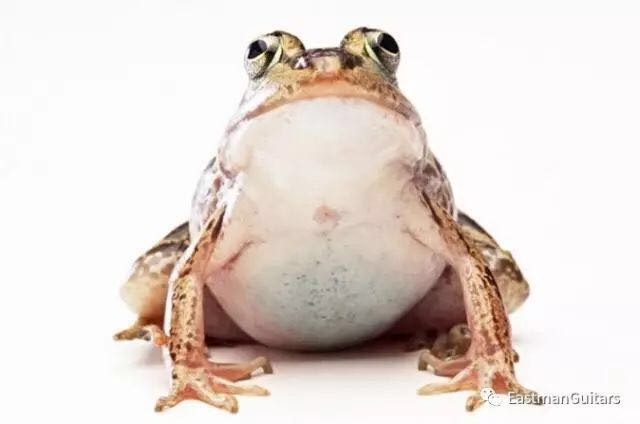 塔卡米尼吉他面板鼓起,吉他面板鼓起要松弦吗