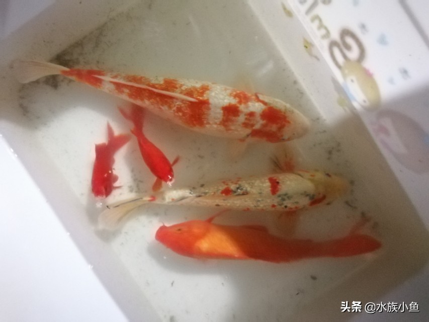 第一次繁殖宠物,自己繁殖锦鲤