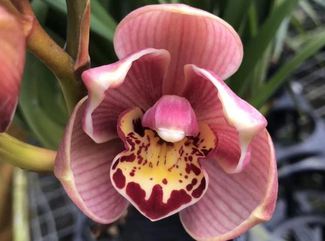 名贵兰花与普通兰花的区别是什么,最名贵的10种兰花图片欣赏及价格