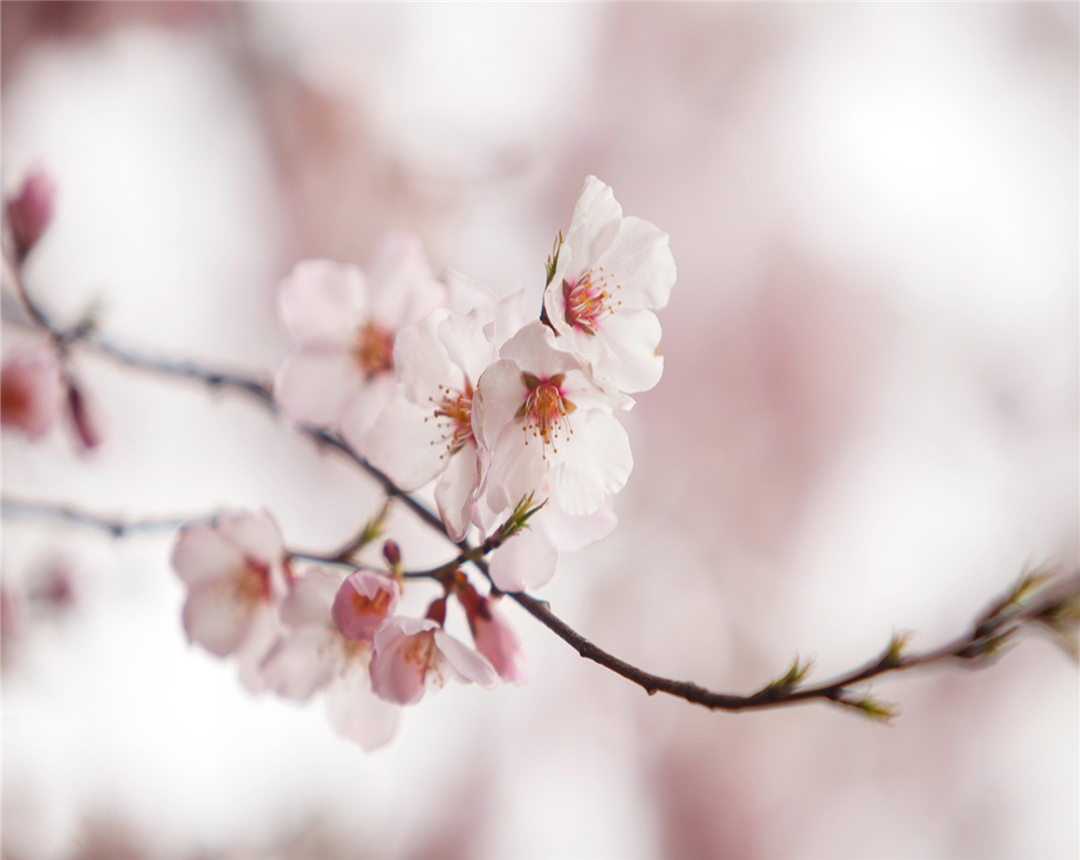 我们在饲养动物时应注意什么,年后养殖的桃花怎么处理