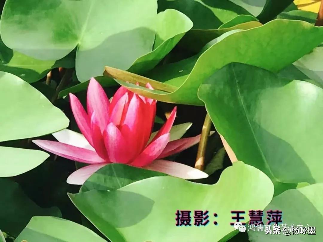 有关睡莲的诗歌,睡莲诗歌