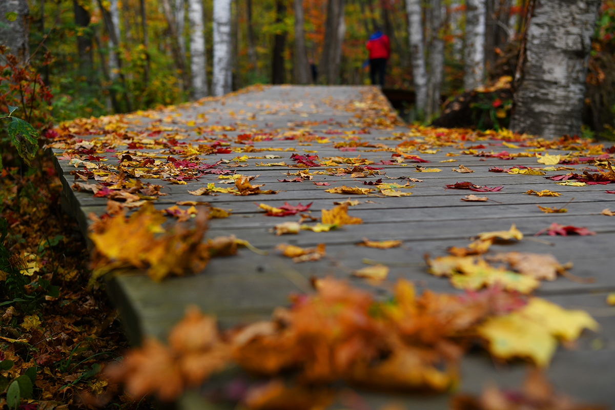 落英缤纷是落花吗,落英缤纷是叶子吗